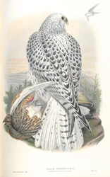 Ilustración de Falco Candicans (Halcón de Groenlandia Raza Oscura)